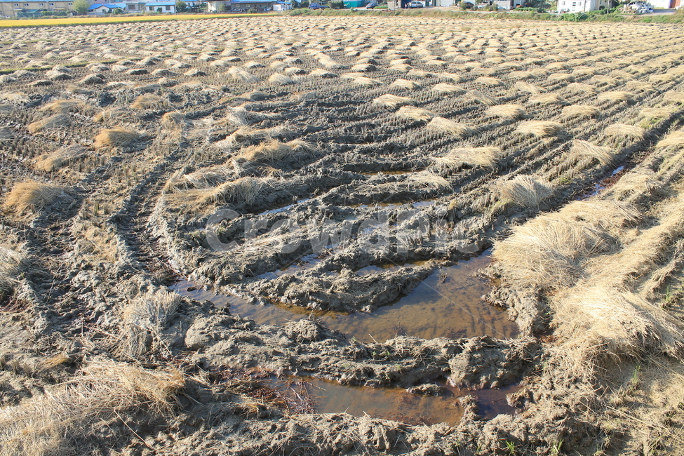논,자연,nature,볏단,볏짚,ricesheaf,sheafofrice,ricepaddy,ricefield,추수,가을,계절,fall,autumn,season,농업,농사,agriculture,farming,farming industry,ground,바닥,soil,흙