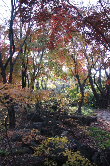 낙엽,수목원,가을,단풍,울긋불긋,암석,고즈넉함,감성,빛,따스함,나무,식물,자연,바람,계절,비친,돌,시냇물,가을,계절,fall,autumn,season,tree,plant,tree trunk,나무 줄기,ground,바닥