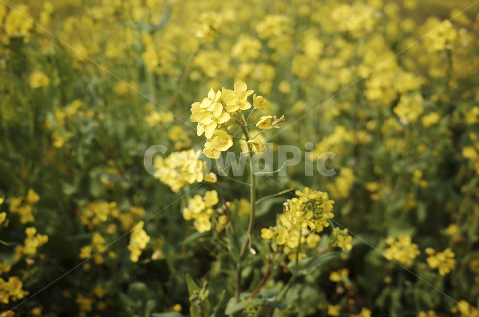 유채꽃,유채,plant,식물,flower,꽃,yellow,green,봄꽃,노란꽃,노란,초록,노랑