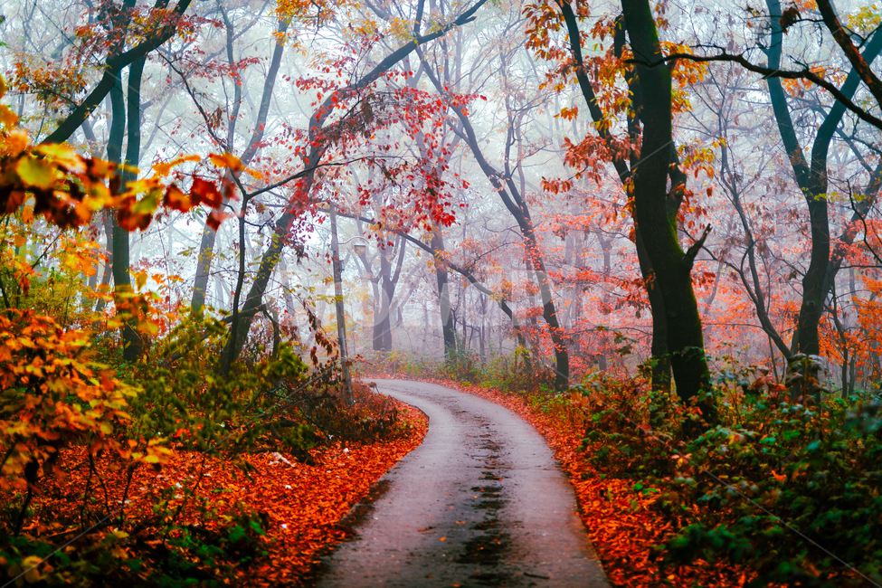 leaf,잎,plant,식물,나무,단풍,maple,낙엽,빨강,가을,길,안개,가을,계절,fall,autumn,season,자연,풍경,nature,landscape