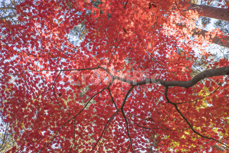 가을,풍경,단풍,가을나무,가을풍경,울긋불긋,가을,계절,fall,autumn,season,식물,자연,plants,nature,plant,leaf,잎,tree,나무,maple