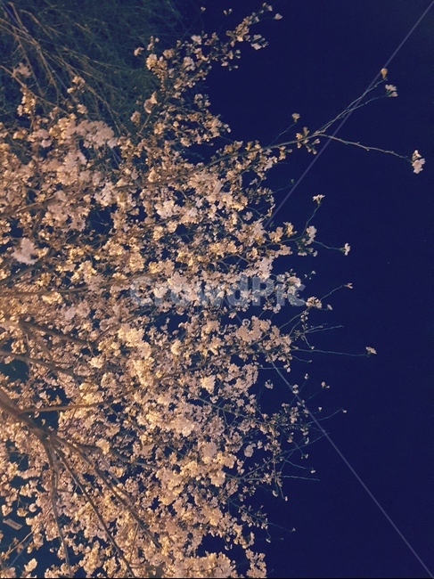 벚꽃,꽃,봄,계절,따뜻한,솜사탕,하늘,밤,눈,나무,설레임,봄,계절,spring,season,야경,밤,풍경,nightscape,night,landscape,식물,자연,plants,nature,꽃,flower,나무,trees,wood