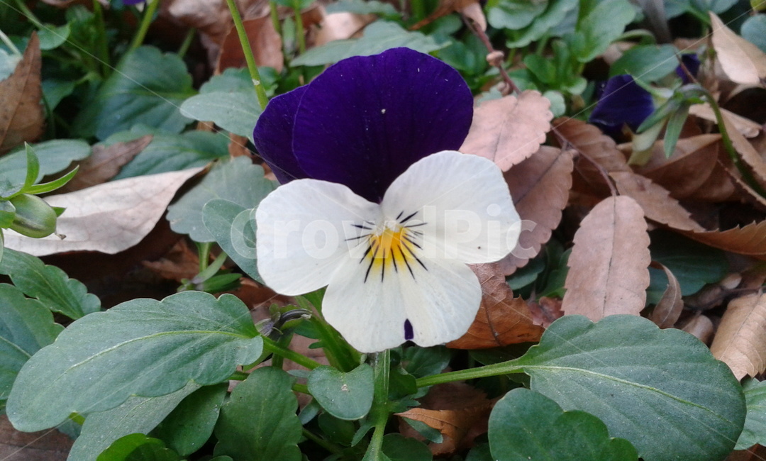 plant,식물,flower,꽃,진보라