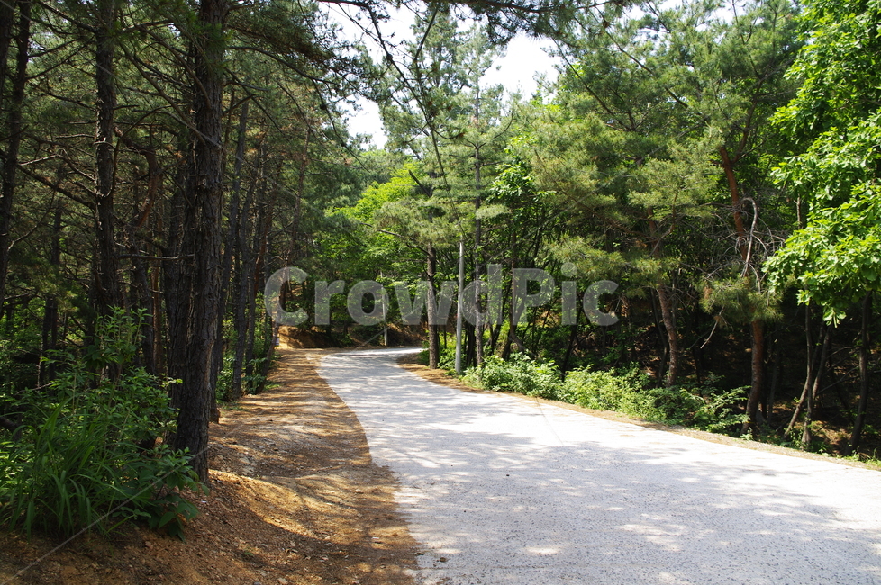 초록,길,나무,식물,plant,자연,nature,숲,빛,자연,풍경,nature,landscape,path,통로