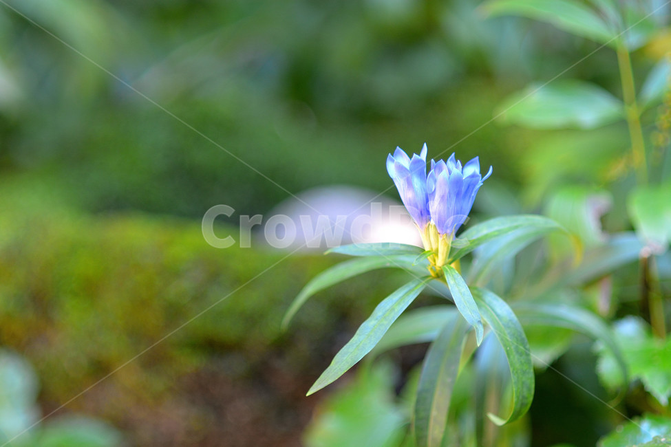 식물,자연,가을,꽃,플라워,식물,자연,plants,nature,꽃,flower