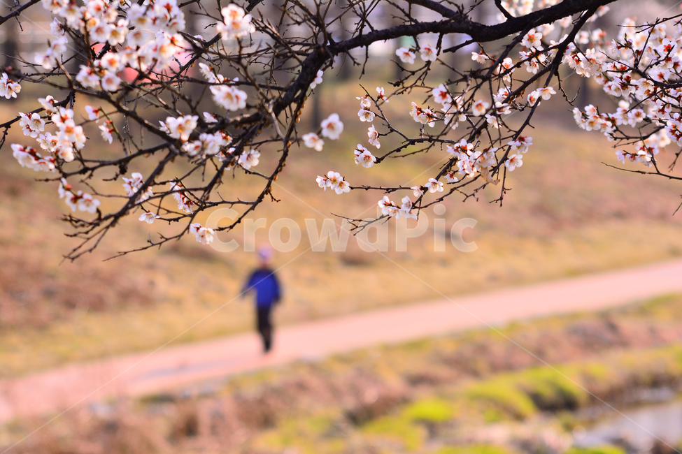 봄꽃,살구꽃,매화꽃,꽃길,산책,배경,백그라운드,바탕,season,baclground,spring,road,flowers,사람,걷다,힐링,3월,4월,풍경,봄,계절,spring,season,식물,자연,plants,nature,꽃,flower,plant,blossom