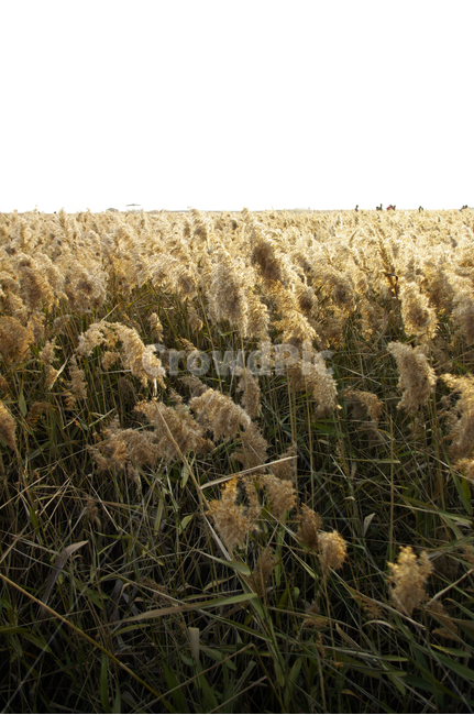풍경,갈대밭,갈대,식물,plant,가을,계절,fall,autumn,season,자연,풍경,nature,landscape,food,음식,vegetable,야채,grain,곡물,grass,잔디