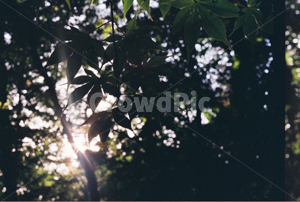 플레어,flare,햇빛,sunshine,나무,숲,forest,식물,자연,plants,nature,휴식,힐링,rest,relaxation,healing