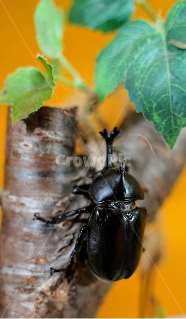 장수풍뎅이,곤충,풍뎅이,벌레,beetle,dynasttidbeetle,beetles,곤충,벌레,insect,bug