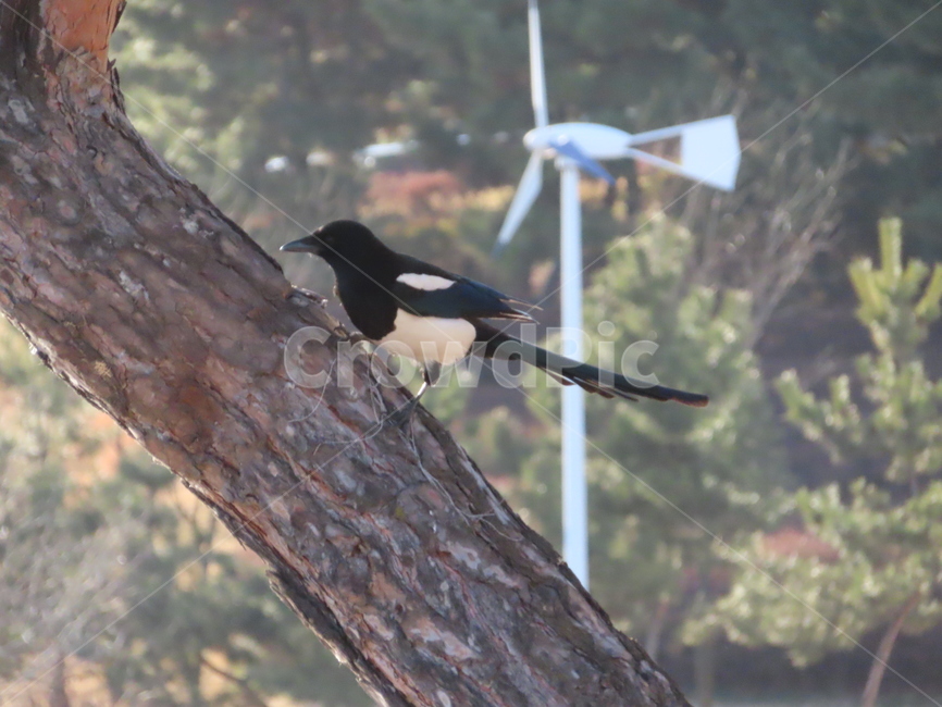 나무,식물,까치,조류,새,나뭇가지,클로즈업,새들,tree,plant,magpie,birds,bird,branches,closeup,동물,animal,조류,새,birds