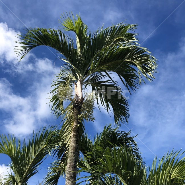 summer,여름,palmtree,야자수,arecaceae,나무,tree,plant,식물,식물,자연,plants,nature,나무,trees,wood