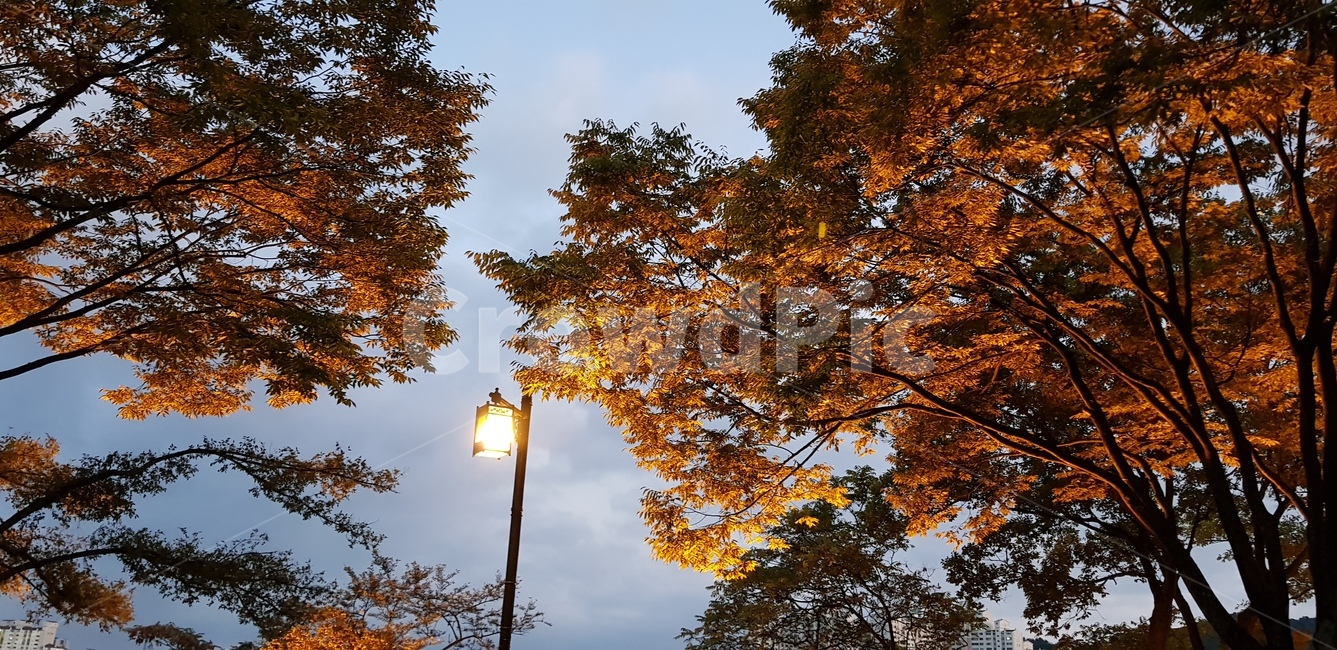 나무,가로등,불빛,조명,야경,하늘