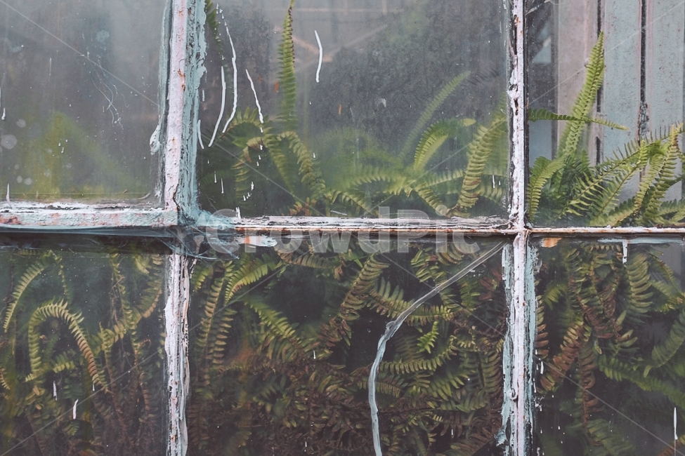 감성사진,식물,피톤치드,필름,emotion,plant,tree,film,식물,자연,plants,nature
