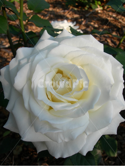 장미,꽃,하얀,흰,활짝,활작핀,rose,flower,white,blossom