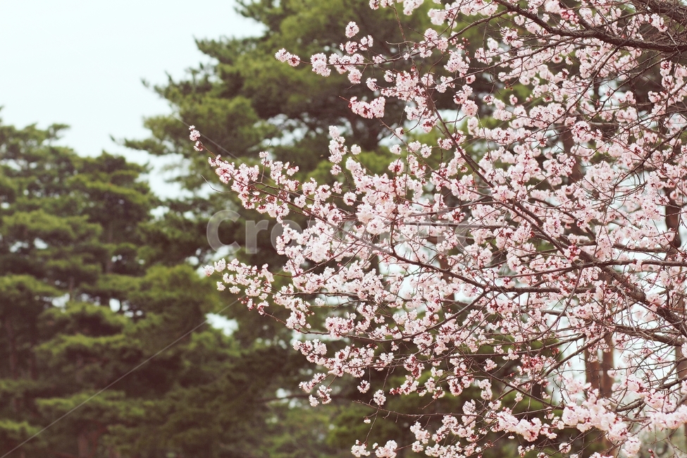 봄꽃,매화,봄사진,봄풍경,봄,봄,계절,spring,season,식물,자연,plants,nature,꽃,flower,plant,blossom