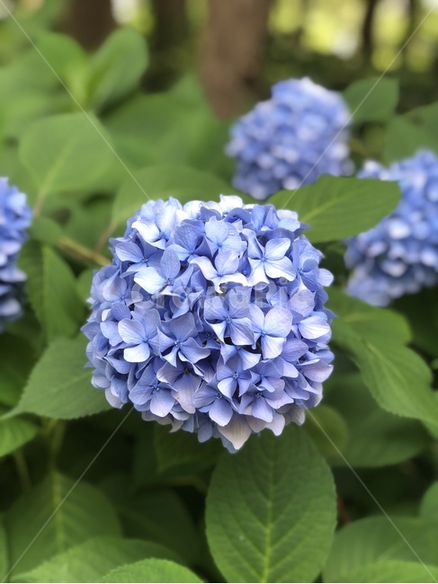 plant,식물,blossom,flower,꽃,보라색수국,수국,보라수국,여름,여름꽃,hydrangea