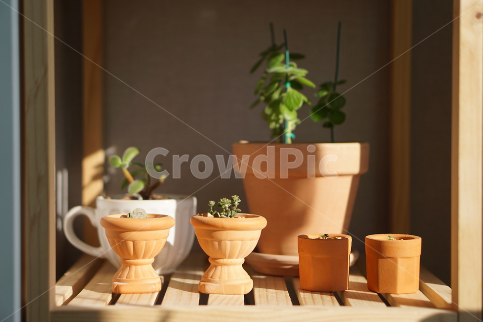 플랜테리어,식물,다육이,plants,가구,토분,장미허브,실내용화초,화분,화초,house plant