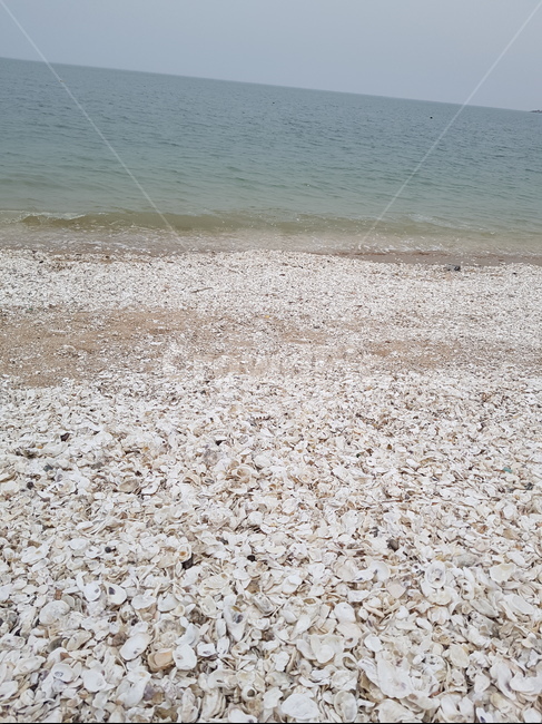 바다,조개,자갈,힐링,조개껍질,해변,바다,beach,sea