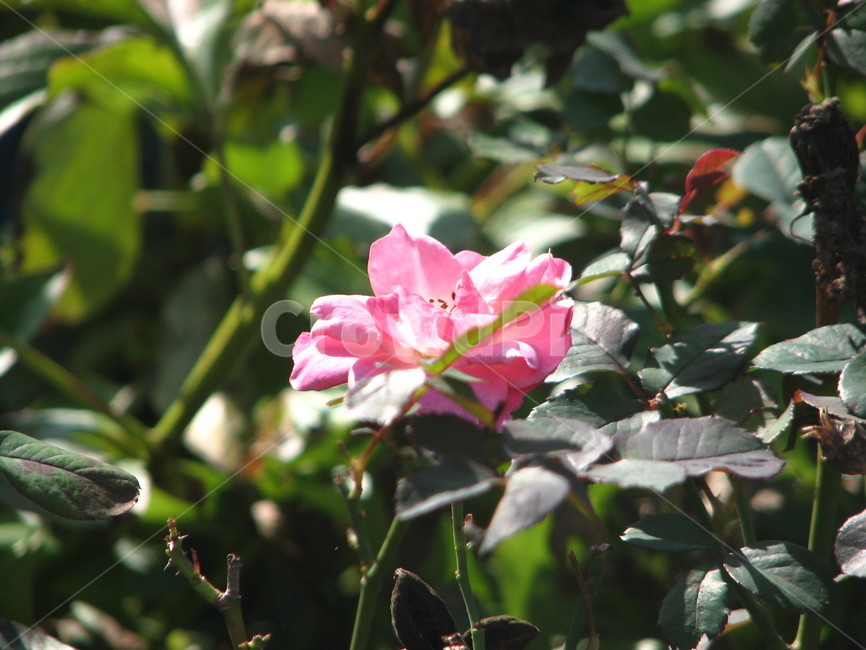 plant,식물,꽃,geranium,제라늄