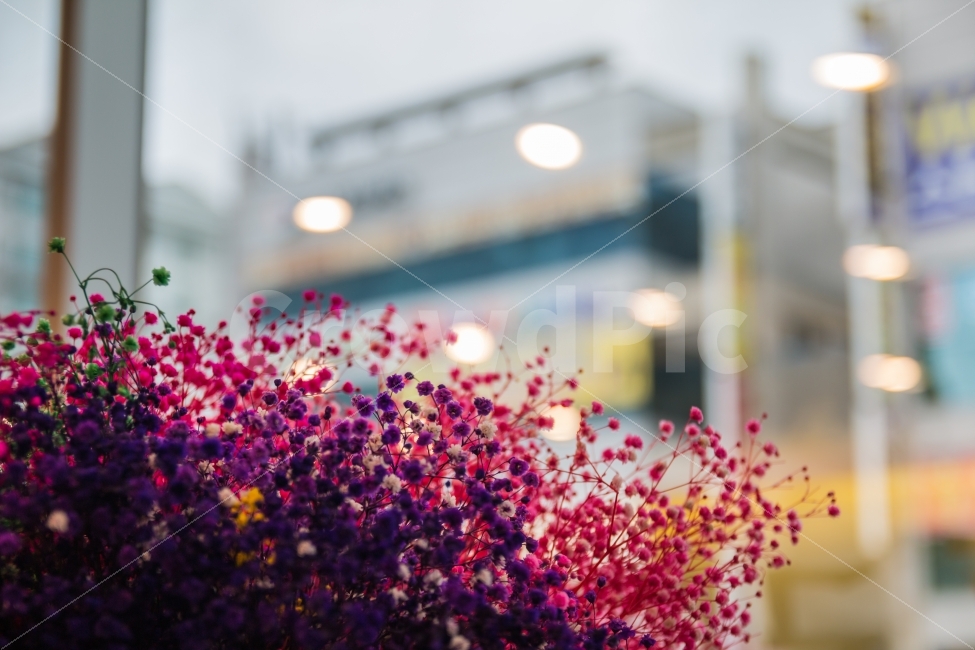 꽃,풍경,창가,카페,부드러움,조형,식물,자연,plants,nature,꽃,flower,감성,sensible,feeling