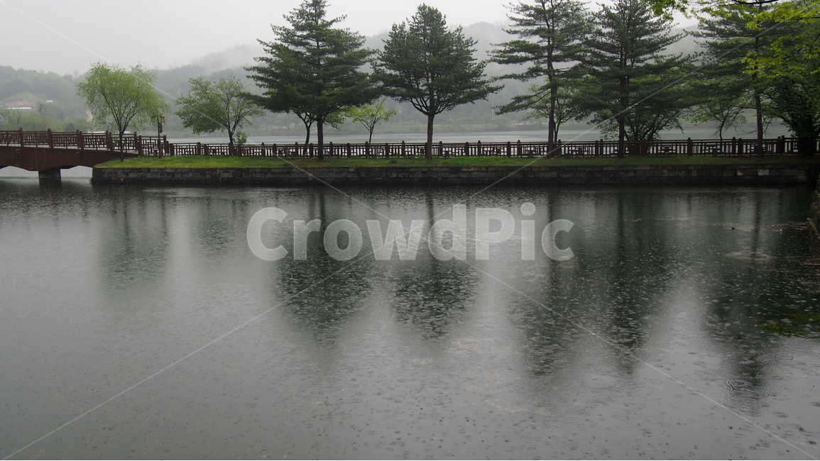 제천,의림지,비오는날,반영,저수지,자연,풍경,nature,landscape,비,비오는날,rain,rainy,water,물,tree,나무,plant,식물,outdoors,옥외
