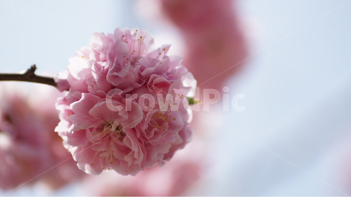 봄꽃,꽃,자연,풍경,봄,야생화,봄,계절,spring,season,식물,자연,plants,nature,꽃,flower,plant,blossom