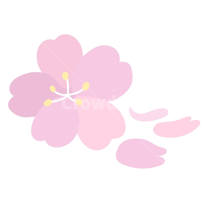 일러스트,꽃,봄,벚꽃,벚꽃일러스트,화장품성분,벚꽃수,봄,계절,spring,season,그래픽,일러스트레이션,graphic,illustration,plant,식물
