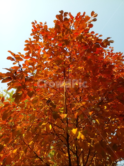 가을,단풍,낙엽,maple,plant,식물,단풍나무,단풍잎,leaf,잎,tree,나무,계절,fallautumnseason,가을단풍,자연,풍경,경치,가을,계절,fall,autumn,season,식물,자연,plants,nature,나무,trees,wood