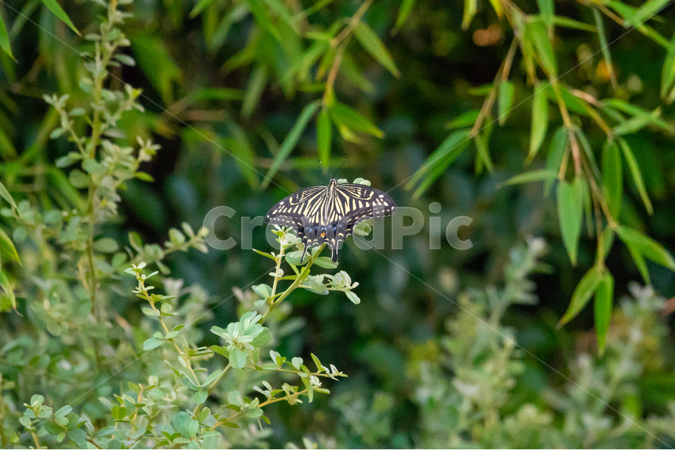 조류,탐조,새,텃새,철새,bird,동물,animal,곤충,벌레,insect,bug