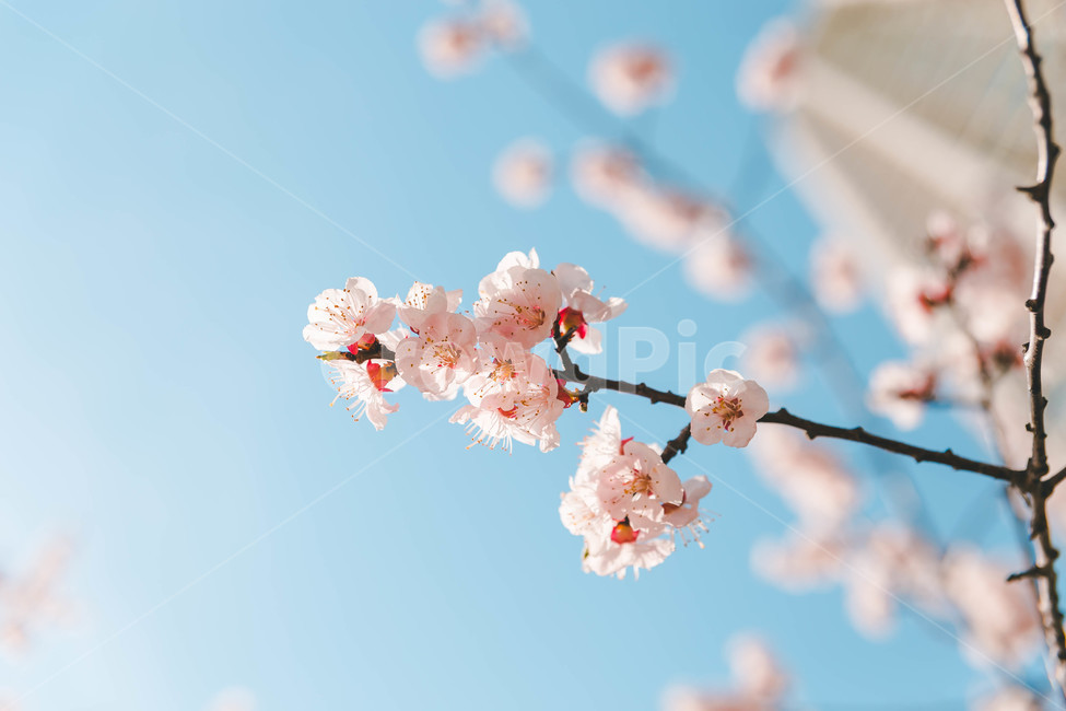 cherryblossoms,벚꽃,봄꽃,plant,식물,flower,봄,계절,spring,season,식물,자연,plants,nature,꽃,flower