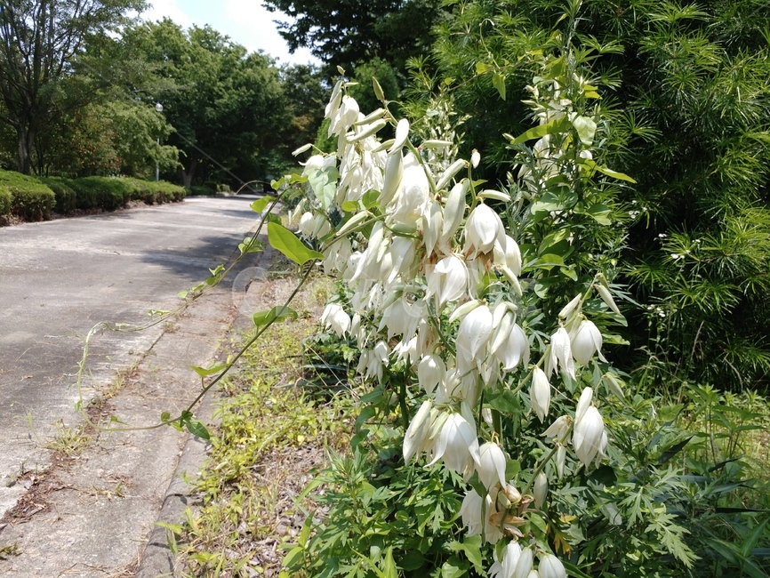 실유카,유카꽃,yucca,실유카꽃,식물,용설란과
