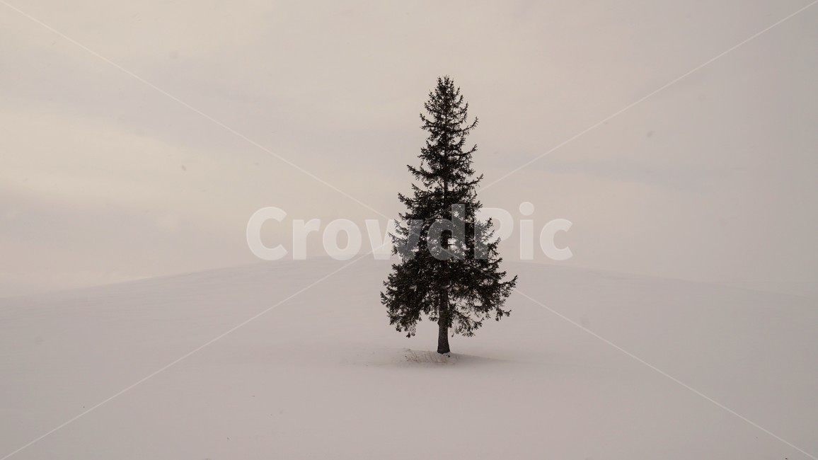 설경,snow,snowtree,트리,눈풍경,눈,겨울풍경,외톨이,고요,겨울,계절,winter,season,자연,풍경,nature,landscape,plant,식물,tree,나무,fir,전나무,ornament,장식,christmas tree,크리스마스 트리