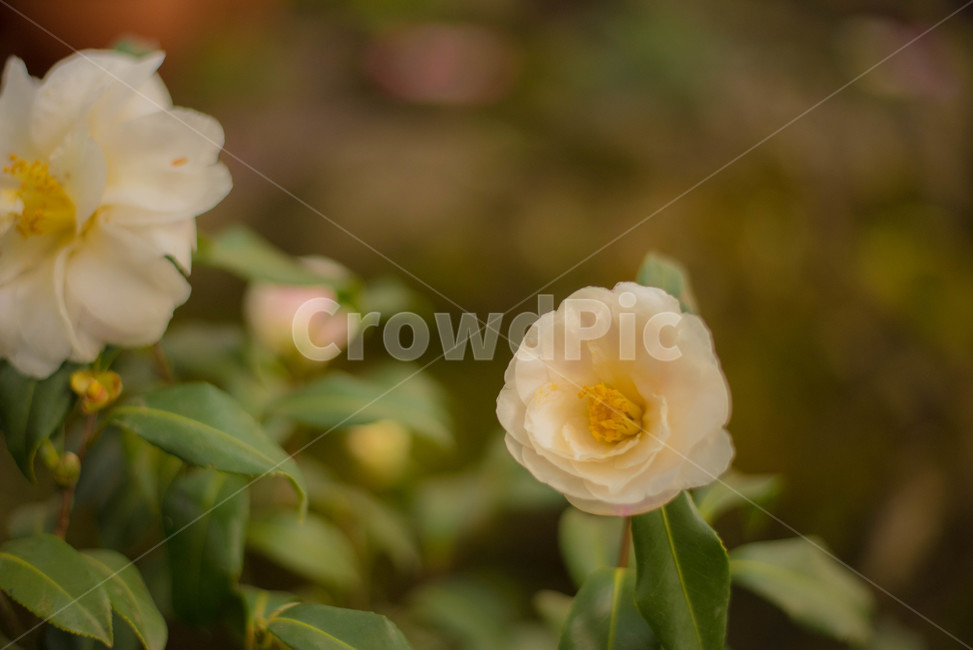 동백나무,식물,흰꽃,동백꽃,백동백,식물,자연,plants,nature,꽃,flower
