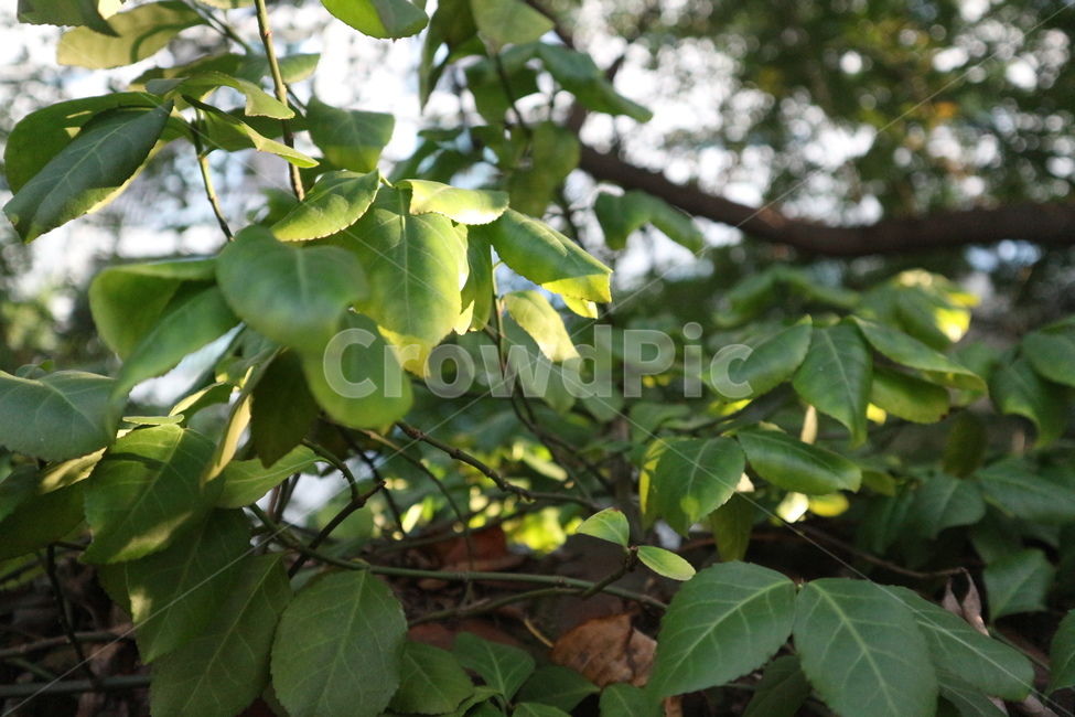 식물,초록,자연,green,나뭇잎,식물,자연,plants,nature
