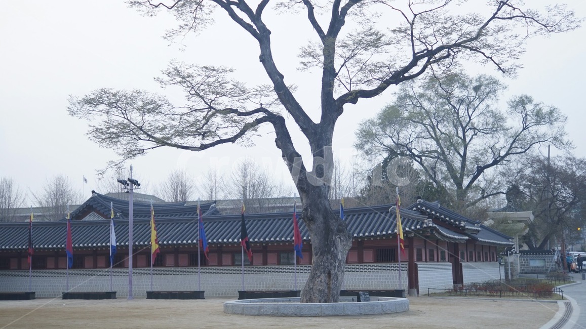 공원,수원,아침,나무,가을,수호나무,팔달공원,팔달공원외나무