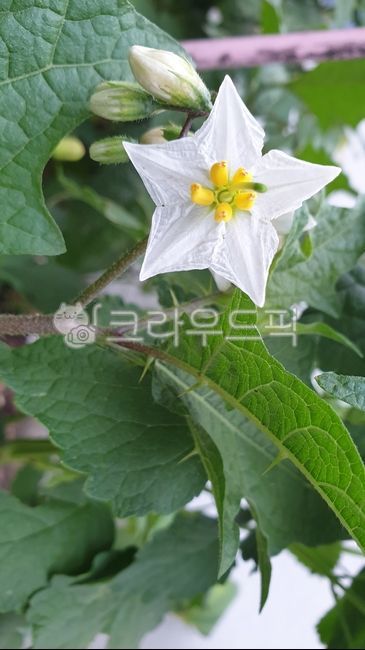 Goblin flower,fresh flower,white flower,wild flower,petal,photoshop source,design source,flower design source,graphic source