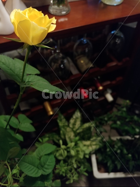 장미,노란꽃,노란장미,식물,와인,와인잔,인테리어