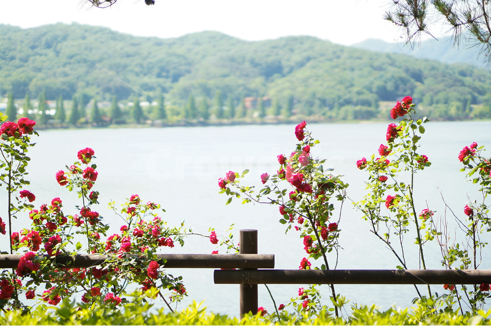 장미,꽃,봄,호수,빨강,식물,자연,plants,nature,꽃,flower