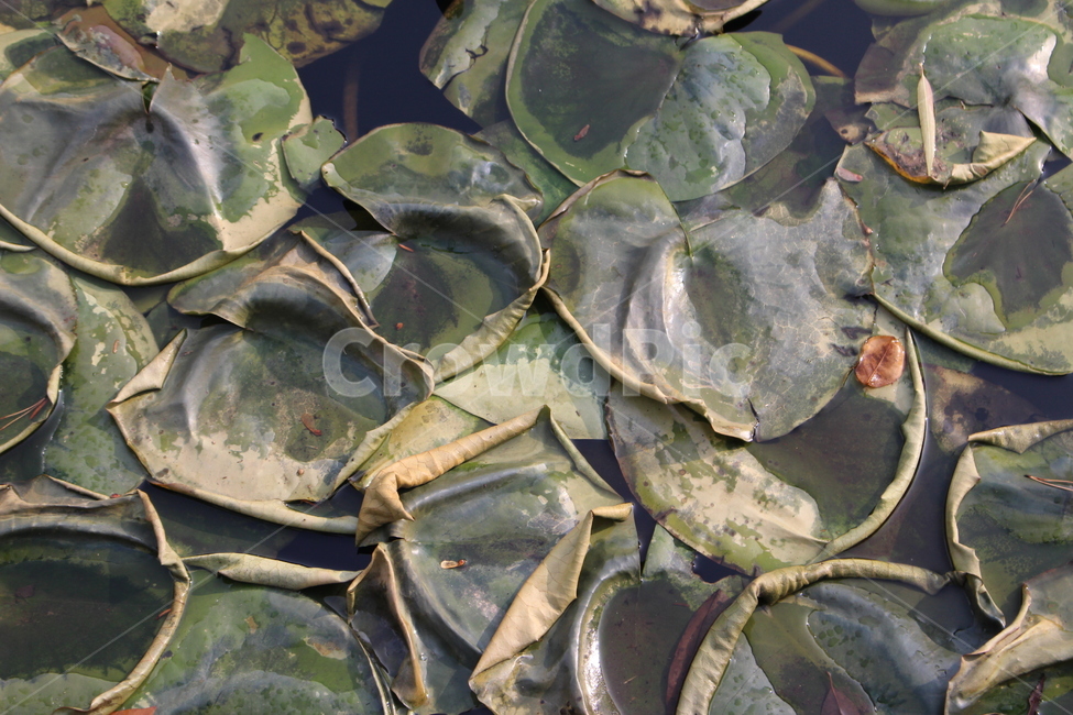 plant,식물,야외,연꽃잎,호수,물,겨울