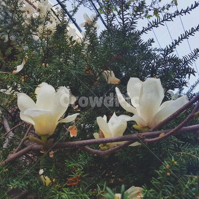 plant,식물,목련,봄,나무