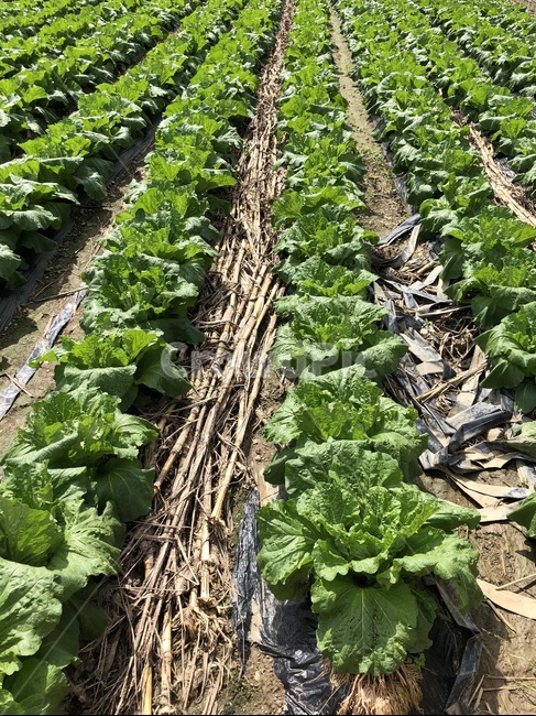 배추,배추밭,농사,시골,가을,농가,풍경,산업,industry,industrial,농업,농사,agriculture,farming,farming industry