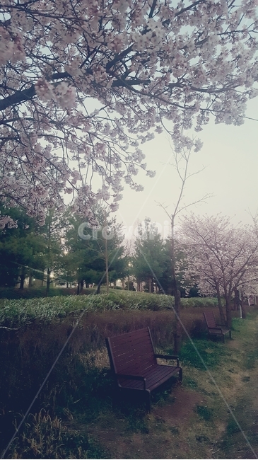 벚꽃,벤치,벤치의자,벚꽃길,산책길,휴식,나무