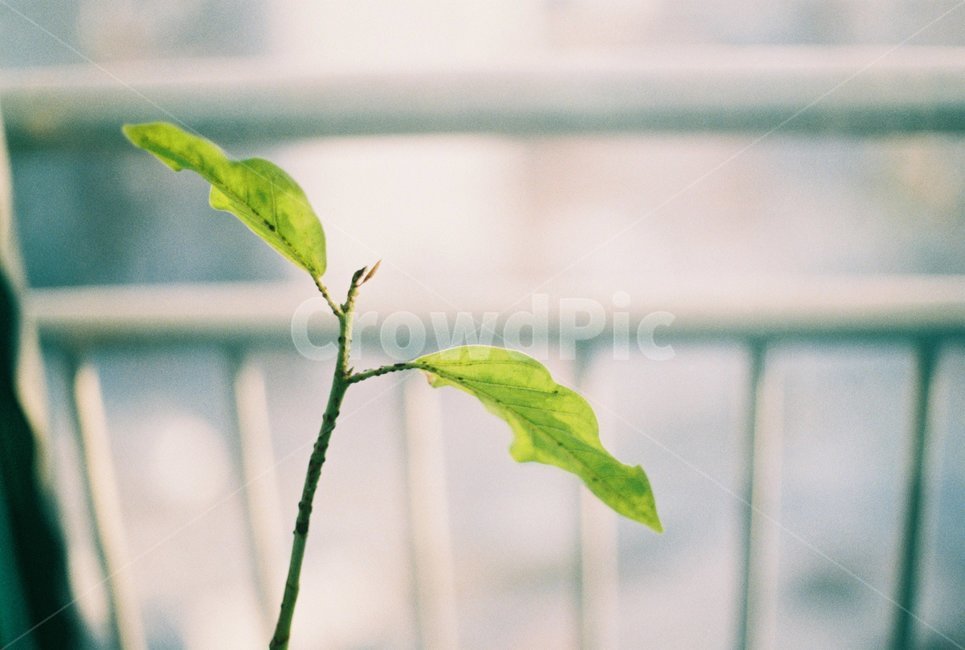 새싹,초록,베란다,빛,잎,쌍떡,식물,자연,plants,nature,감성,sensible,feeling