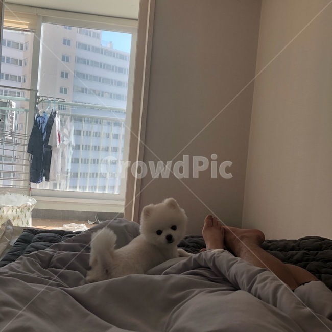 포메라니안,포메,강아지,dog,화이트포메라니안,화이트포메