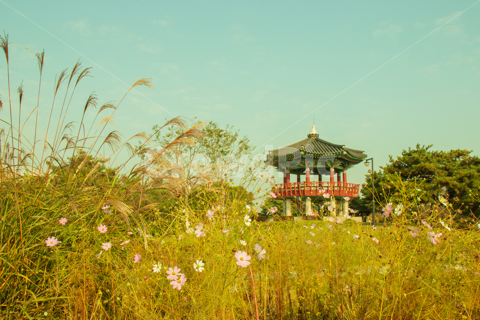 풍경,가을,일산호수공원,억새,코스모스,한국,꽃,일산,호수공원,공원,랜드마크,명소,관광,관광지,정자,유명,유명한,풀,풀밭,초원,억새풀,식물,자연,하늘,전통,전통적인,전통의,아름다운,야외,계절,고양,고양시,대한민국,남한,코리아,아시아,나무,배경,바탕,백그라운드,landscape,autumn,ilsanlakepark,southkorea,fall,korea,landmark,ilsan,pavilion,scene,scenery,view,famous,flower,cosmos,garden,grass,grassfield,flamegrass,silvergrass,plant,sky,tradition,traditional,beautiful,outdoor,outdoors,natural,nature,park,season,asia,tree,background,한국자연풍경,한국자연경관,korea nature landscape