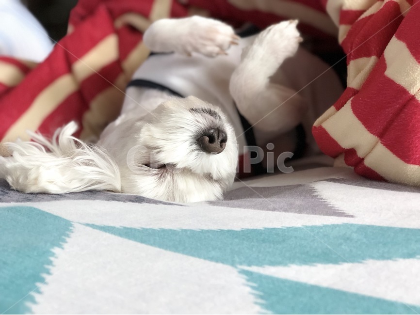 강아지,말티즈,pet,dog,anmial,잠자는강아지,mypet,동물,animal,포유류,mammal,개,강아지,dog,doggy