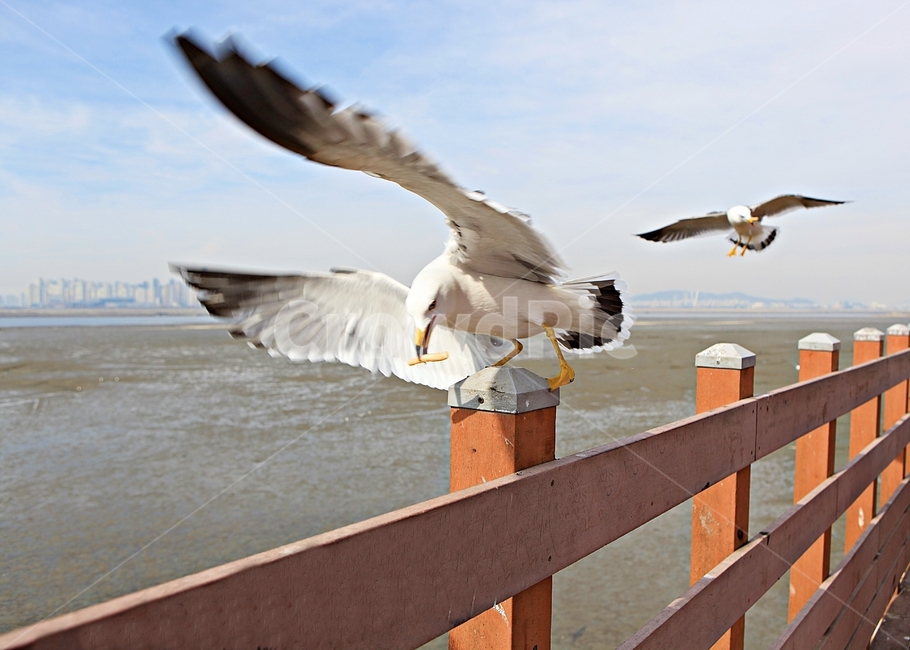 갈매기,새,조류,풍경,배경,자연,하늘,동물,animal,조류,새,birds