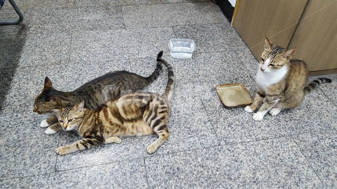 cat,고양이,길냥이,동물,애완,힐링,동물,animal,포유류,mammal,고양이,cat,kitten,kitty