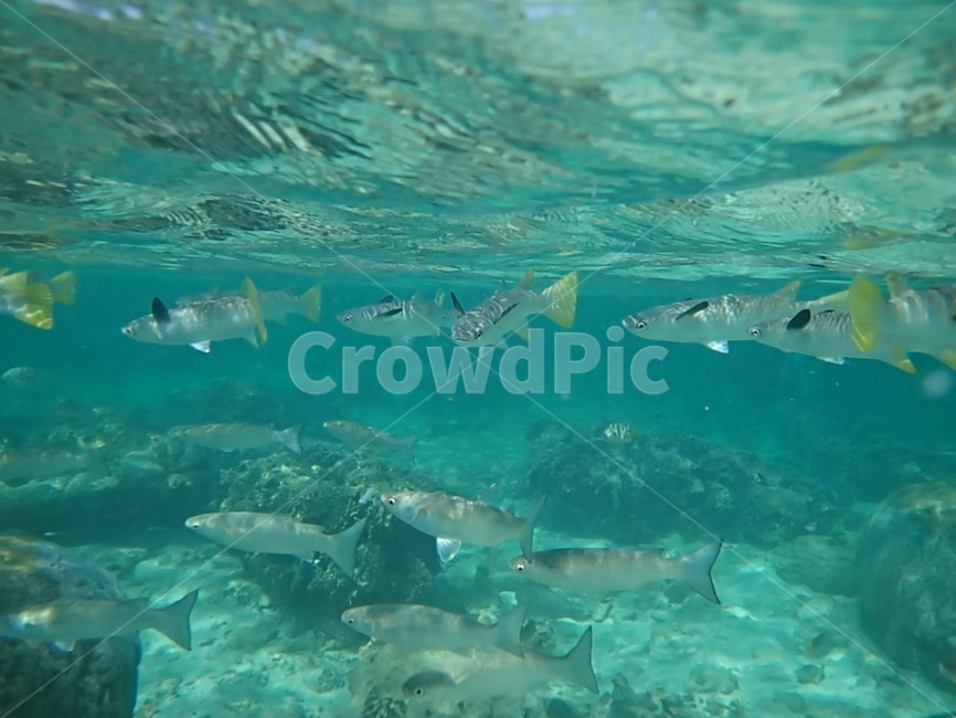 일본,japan,오키나와,okinawa,물고기,fish,바다,sea