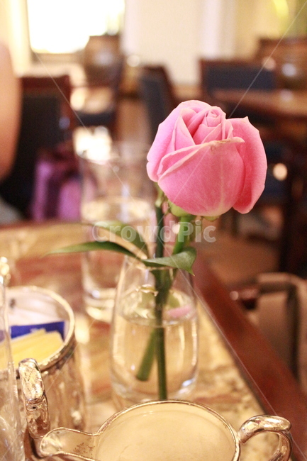 호텔,장미,분홍장미,flower,rose,찻잔,vase,꽃병,핑크,애프터눈티,티타임,teatime,꽃,flower,실내용화초,화분,화초,house plant